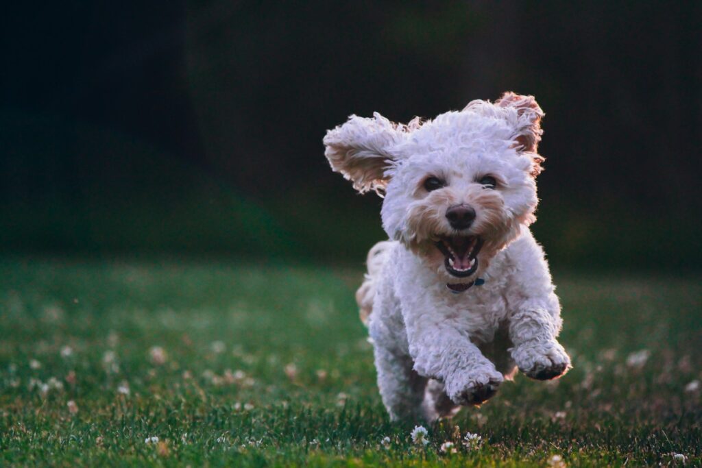 Cockapoo Guide: Temperament, Care and Puppies in Ireland Cockapoo Breed Originate