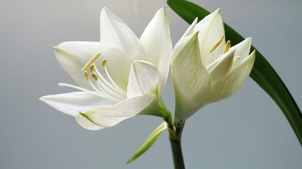 Lillyflower2003: An Extensive Exploration Of An Enchanting Virtual Identity Lillyflower2003
