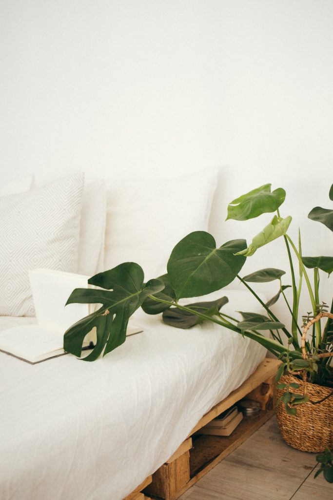 Buy Maghai Paan Plant Online From The Best Plant Site eating paan